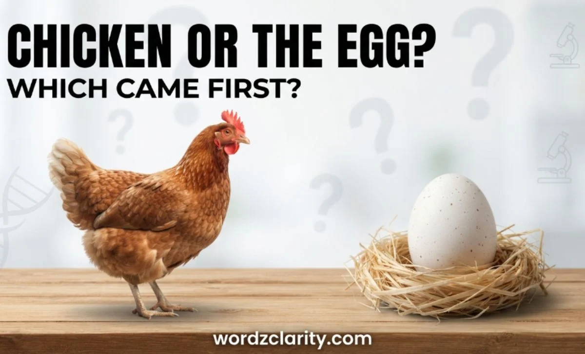 Chicken or the Egg
